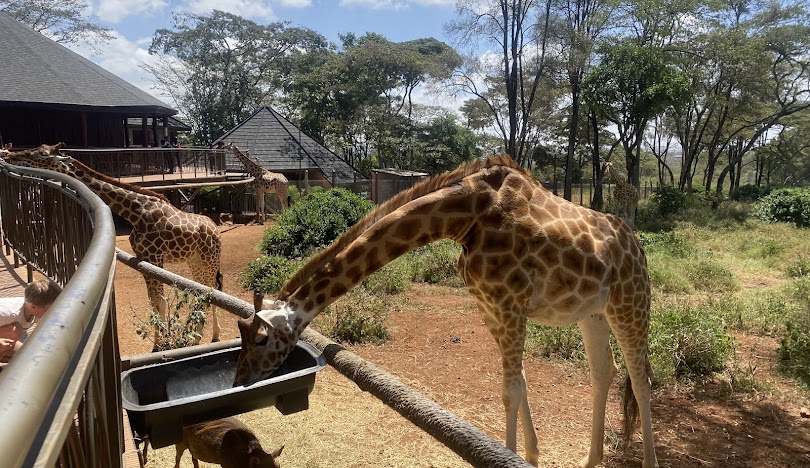 Giraffe
