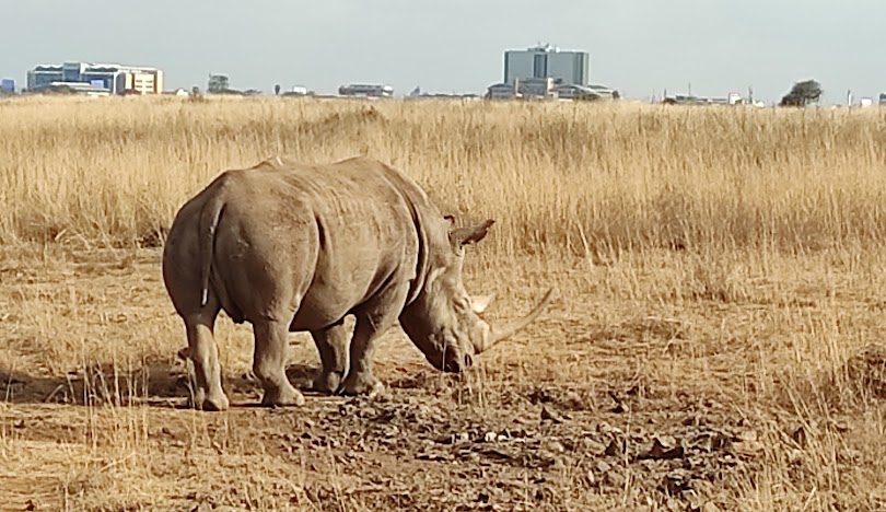 Nairobi Rhino